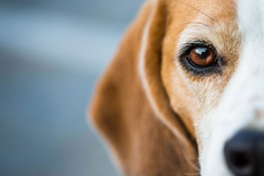 Closeup of Beagle Hound's eye