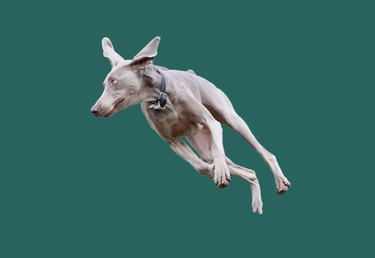 Aerial dog cut on a green background