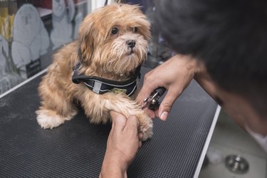 A pet groomer uses a pliers-style nail clipper on the paw of a young Lhasa Apso. At a dog salon or vet clinic.