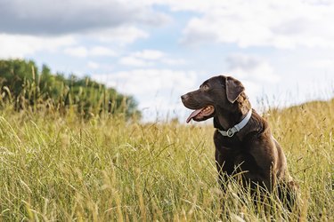 Ph Levels in Dogs | Cuteness