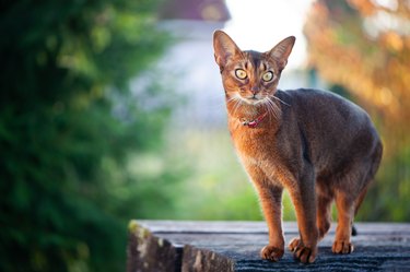 Portrait of a very beautiful Abyssinian cat in nature. Space for text