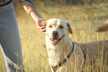 cute labrador dog smile in golden grass field