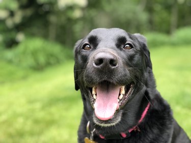 Happy Labrador