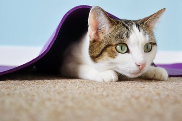 Pet cat under yoga mat