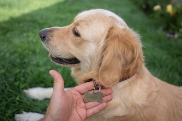 Owner holding her Dog's leash and showing her name tag.