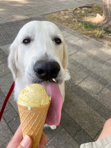 White golden retriever licks ice cream