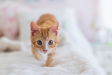 A funny orange tabby kitten is walking toward a camera