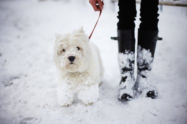 A West highland white terrier and person waling in the snow.