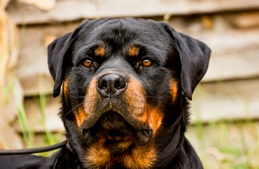 Closeup of Rottweiler.