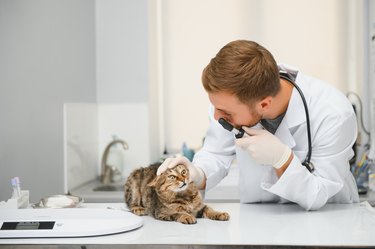 Male veterinarian examining cat