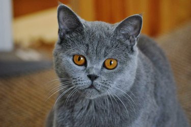 Portrait of a Chartreux kitten.