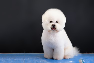 The Bichon frise dog demonstrates a new hairstyle sitting on the table