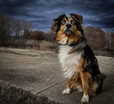 Mini Aussie Midwestern Sunset