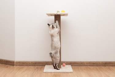 playful cat climbing on scratching post