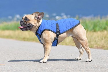French bulldog wearing a blue cooling vest harness