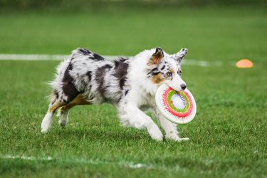 australian shepherd catched flying disk, dog sport competition