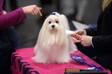 a white dog groomed for a dog show