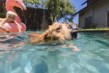 golden retriever dog swimming in pool close up