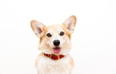 Corgi dog wearing a collar and smiling