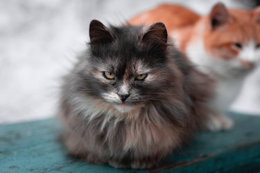 A dark black and white cat looking at the camera with scary eyes sitting on a bench. Another orange and white cat behind