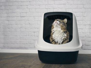 Cute Maine Coon Cat Sitting In A Closed Llitter Box And Looking Curious Up.