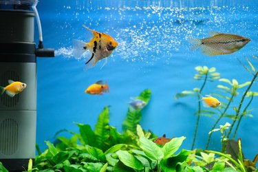 Colorful exotic fish swimming in deep blue water aquarium with green tropical plants