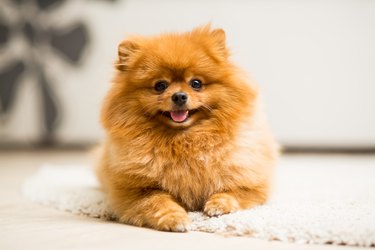 Pomeranian lies on the carpet