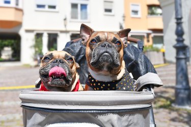 Two French Bulldog dogs sticking heads out of dog buggy