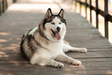 how do you know if your husky is a wolf