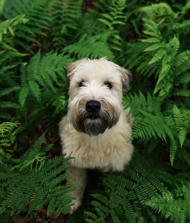 Close up of wheaten terrier dog surrounded by green fern leaves.