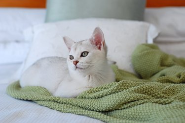 Burmilla kitten on a bed with a green blanket.