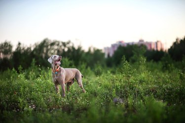 can dogs get sick from eating horse poop