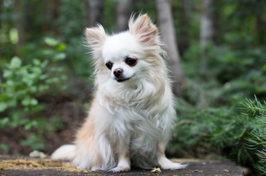 Long Haired Cream and White Chihuahua