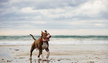 American Pit Bull Terrier Walking On Sea Shore