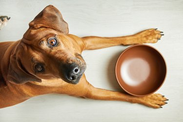 Feeding chicken shop liver to dogs