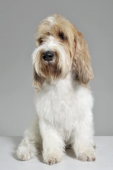 Studio shot of an adorable Grand Basset Griffon Vendéen sitting on grey background.