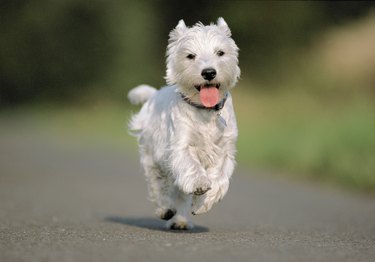 happy West Highland white terrier running at the camera