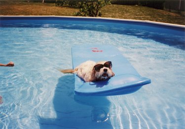 cute small dog on a pool floatie wearing sunglasses in pool