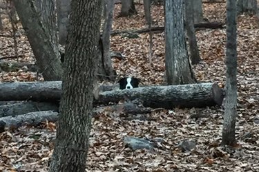 Border collie hiding behind logs in the woods.