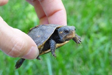 Two fingers holding a baby turtle outside on grass