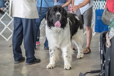 Large black and white dog on leash in crowd
