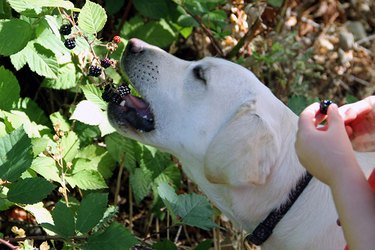 A white dog eating blackberries on a wooded path