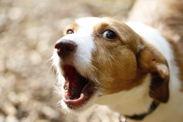 Close up of a brown and white barking dog