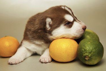 A puppy with lemons and limes