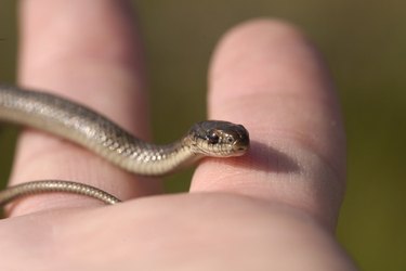 A hand holding a small snake