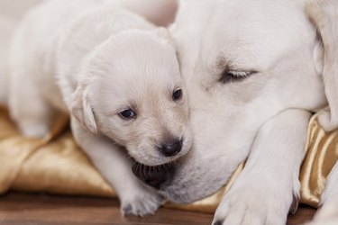 Close up of a white dog and puppy