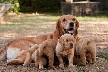 A brown mother dog with puppies outside