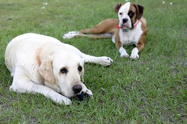 A white lab and and white and brown boxer resting on green grass