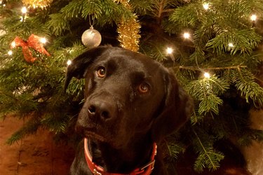 Face of brown lab dog in front of Christmas tree