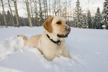 Golden Lab dog laying in a snow drift